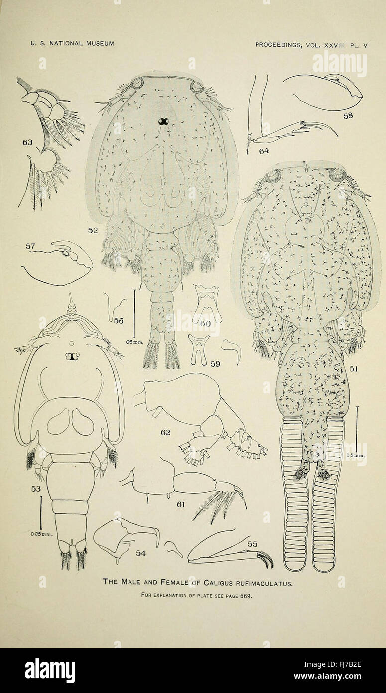 North American parasitic copepods belonging to the family Caligidae (Pl. V) Stock Photo