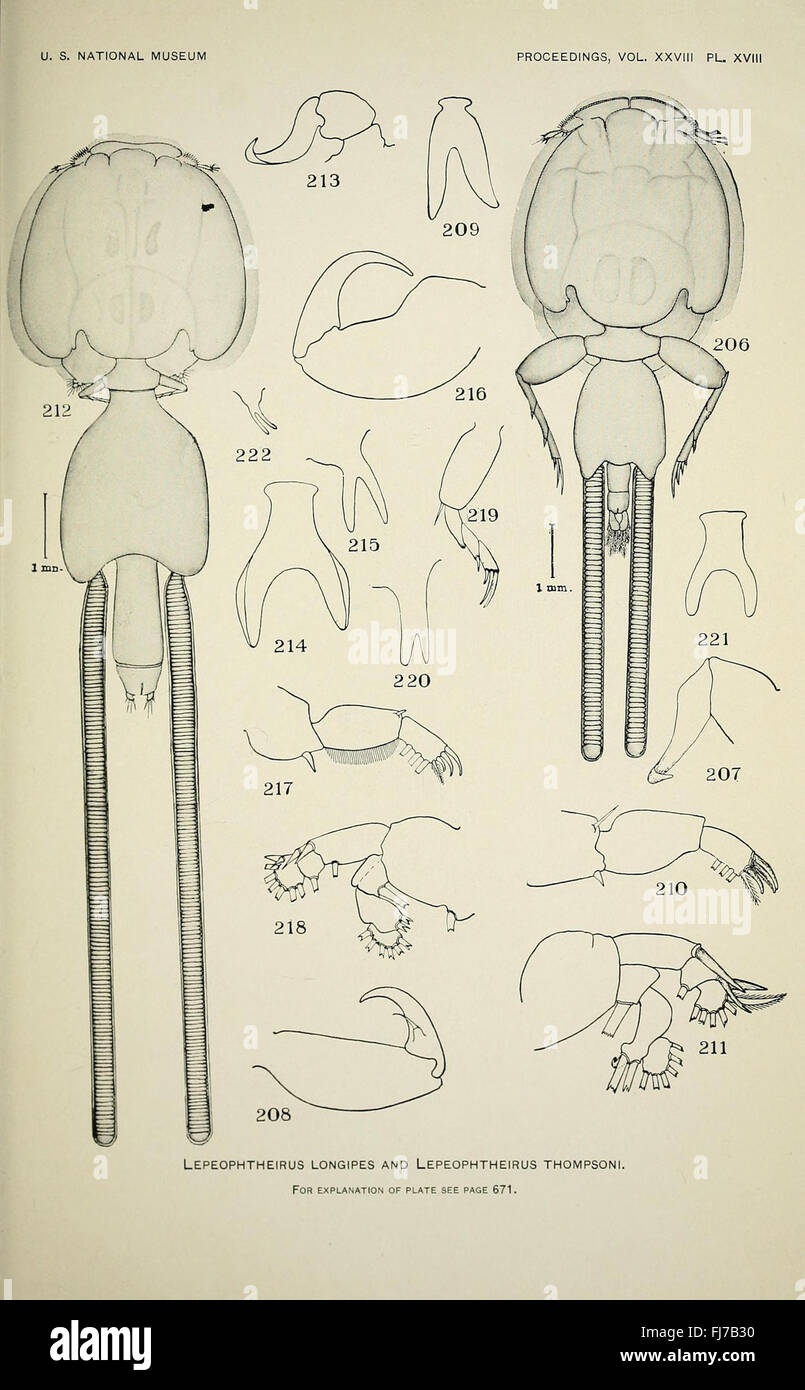 North American parasitic copepods belonging to the family Caligidae (Pl. XVIII) Stock Photo