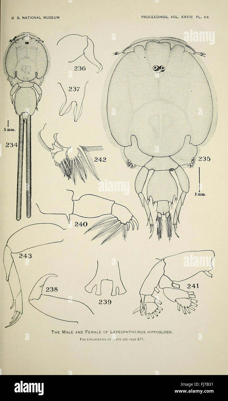 North American parasitic copepods belonging to the family Caligidae (Pl. XX) Stock Photo