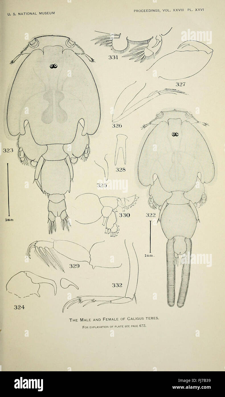 North American parasitic copepods belonging to the family Caligidae (Pl. XXVI) Stock Photo