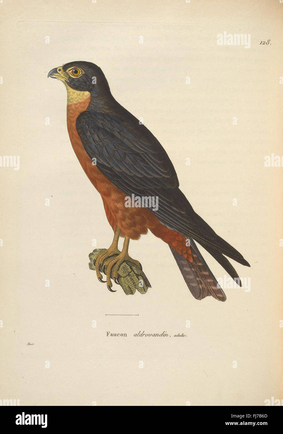 This illustrated collection from the Smithsonian Institution Libraries ...