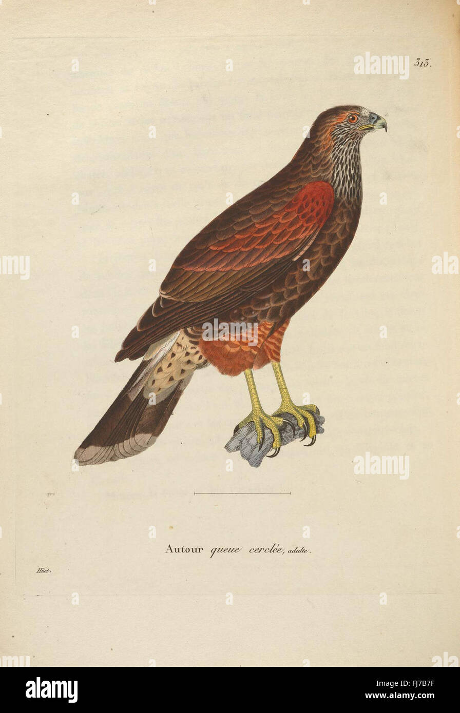 A collection of colored illustrations of various bird species, curated ...