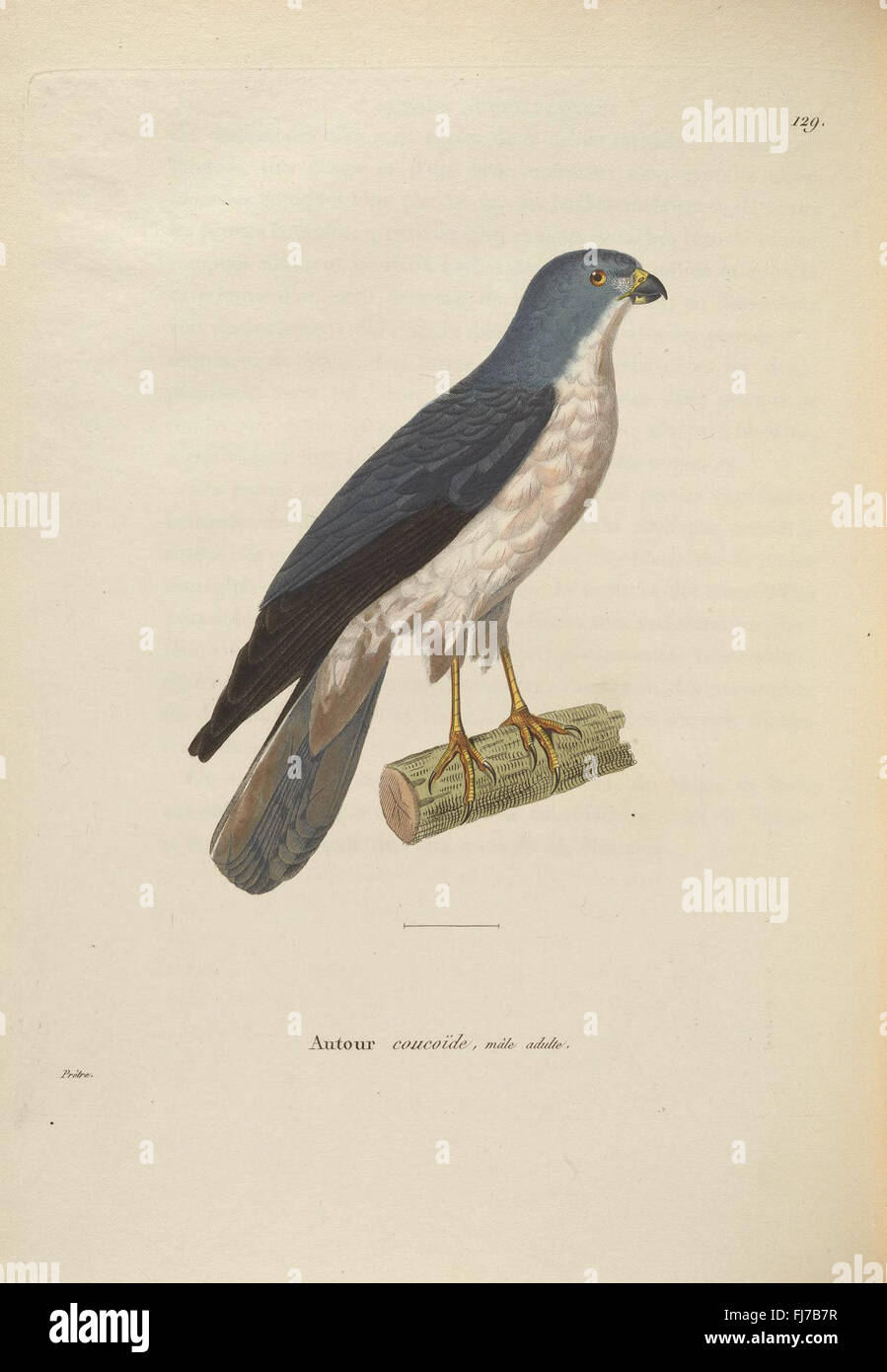 The *New Collection of Hand-Colored Plates of Birds* from the ...