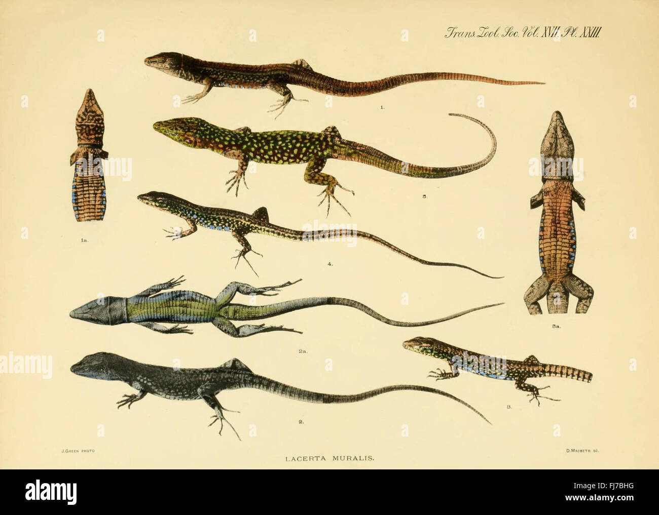 A detailed account of the varieties of the wall-lizard (Lacerta muralis ...