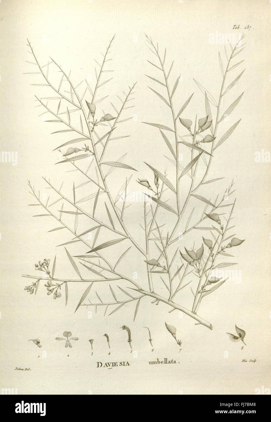 An early botanical work featuring Australian plant species, Plate 137 ...