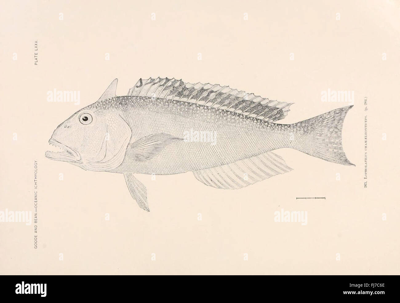 Oceanic ichthyology hi-res stock photography and images - Alamy