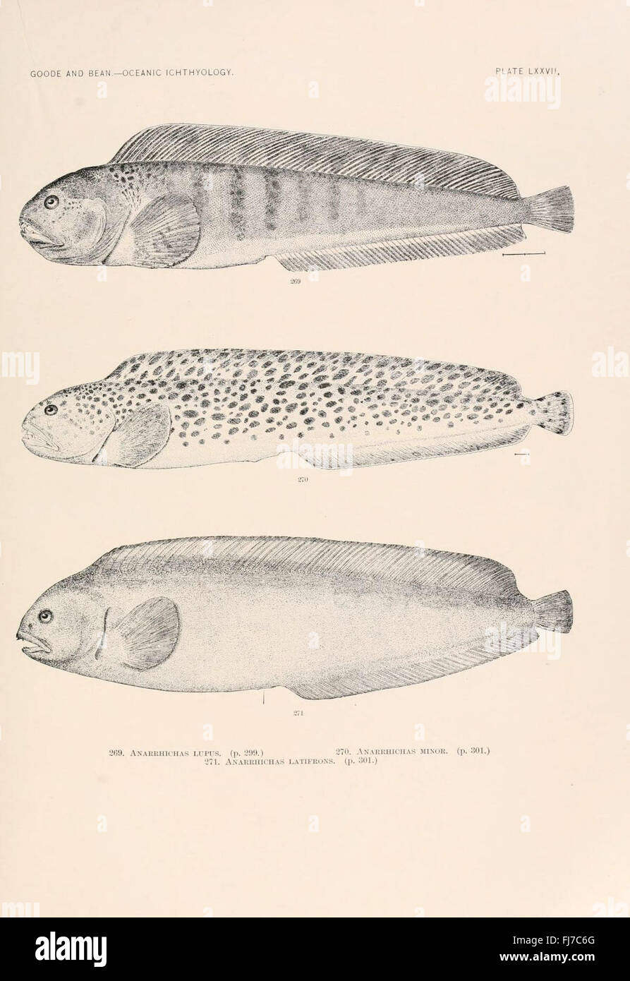 A comprehensive study of deep-sea fish species found in the Atlantic ...