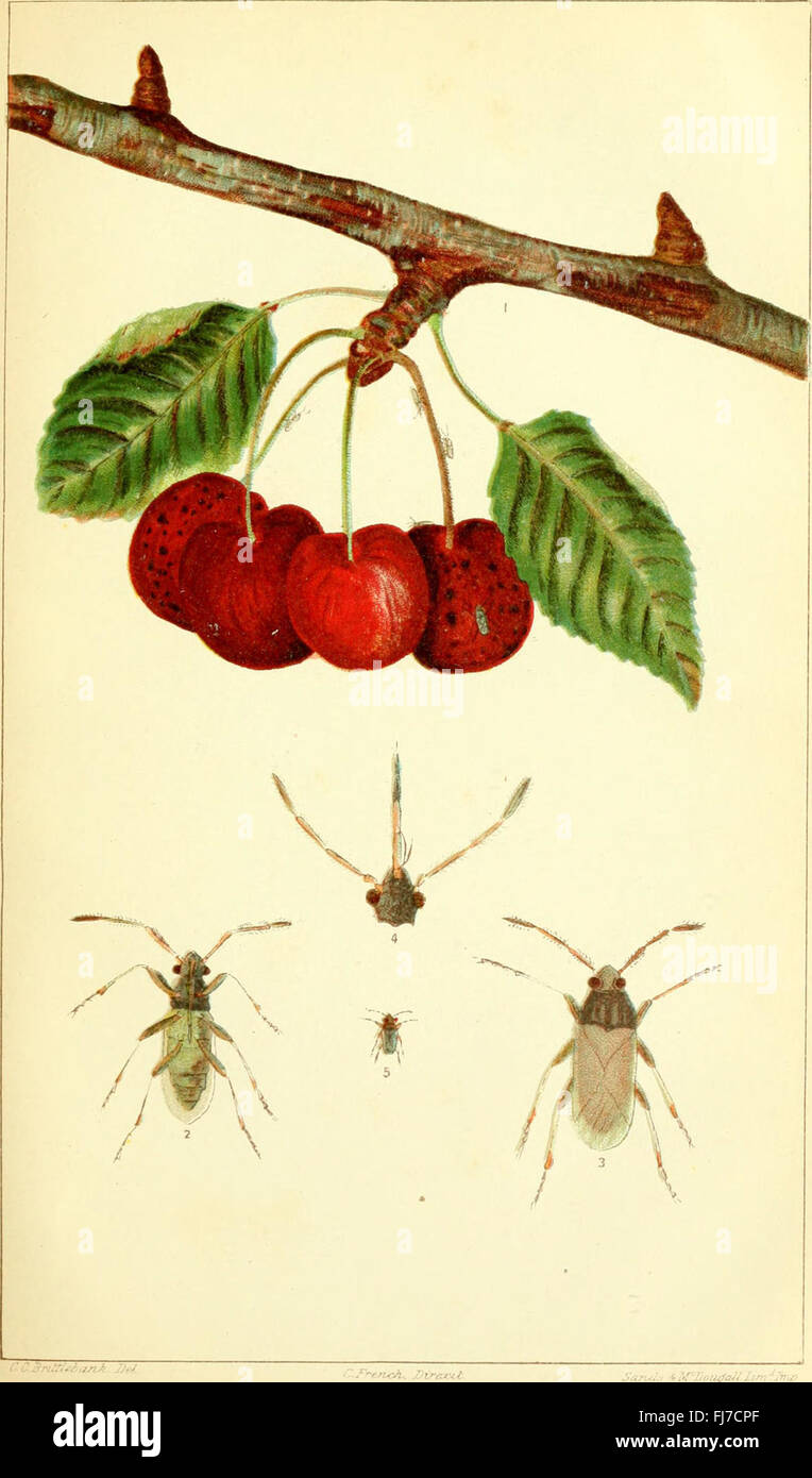 A practical guide to the harmful insect species in Victoria, Australia ...