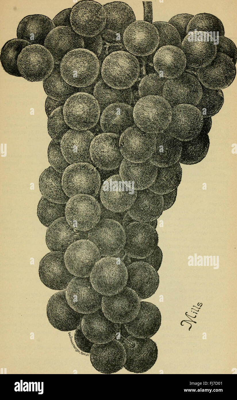 Our native grape. Grapes and their culture. Also descriptive list of