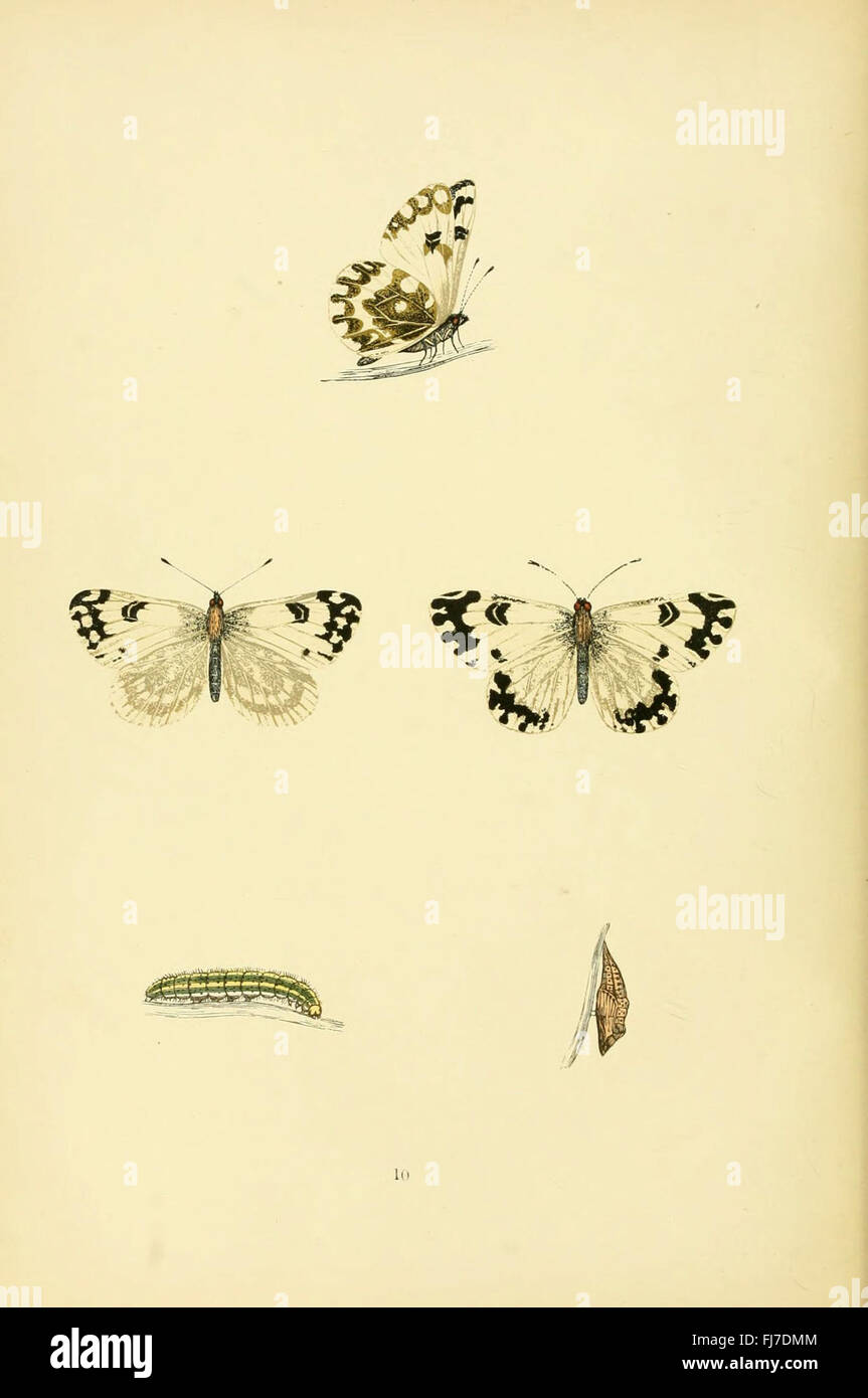 An extensive historical account and study of the butterfly species ...