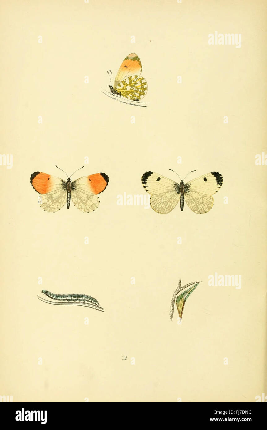 An in-depth history and study of British butterflies, covering species ...