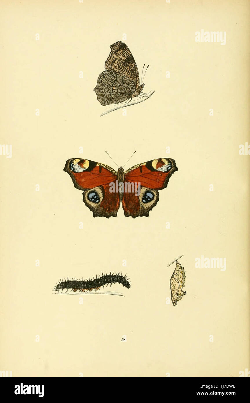 A comprehensive study of the butterflies of Great Britain, documenting ...