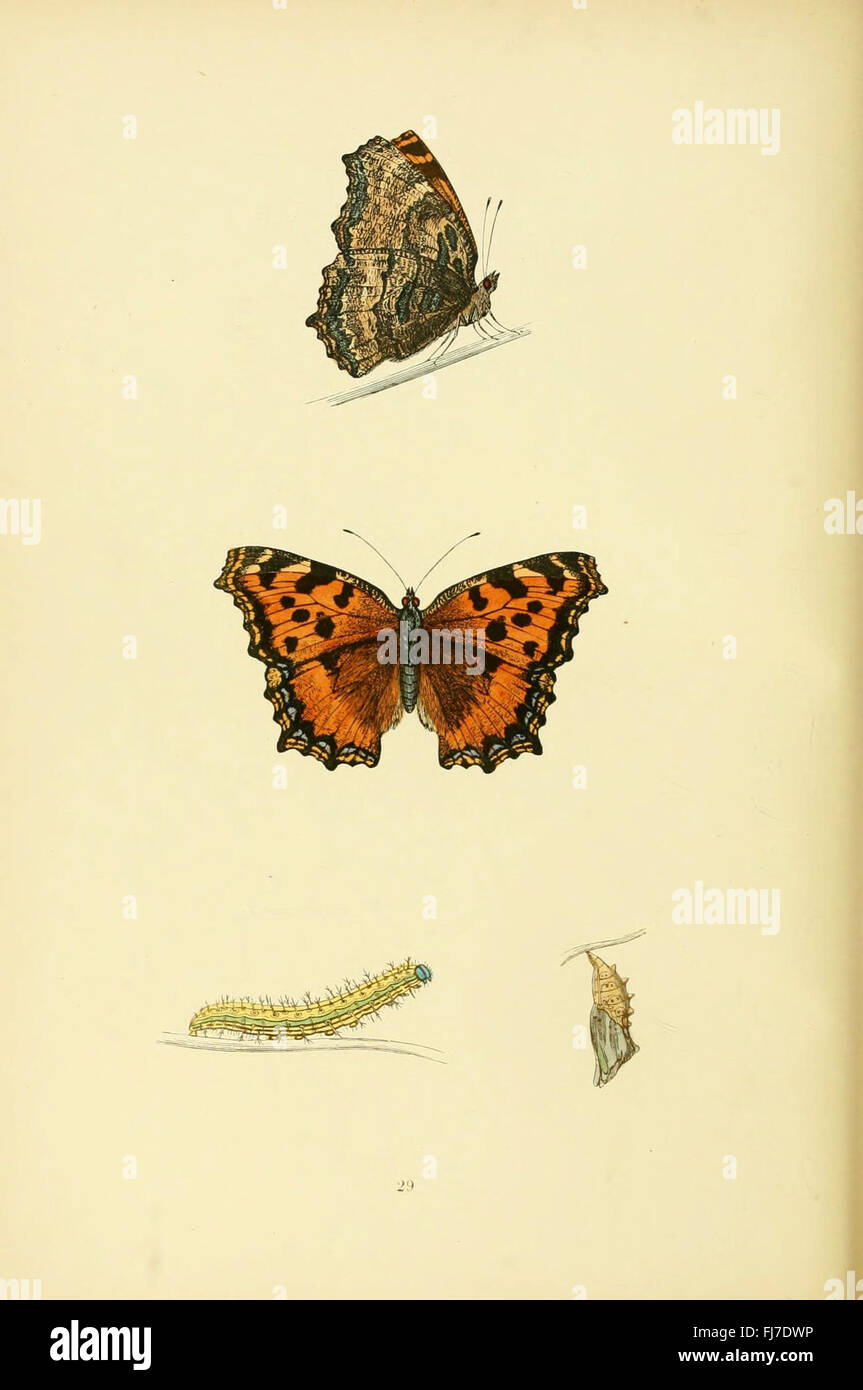 A historical overview of British butterflies, including their species