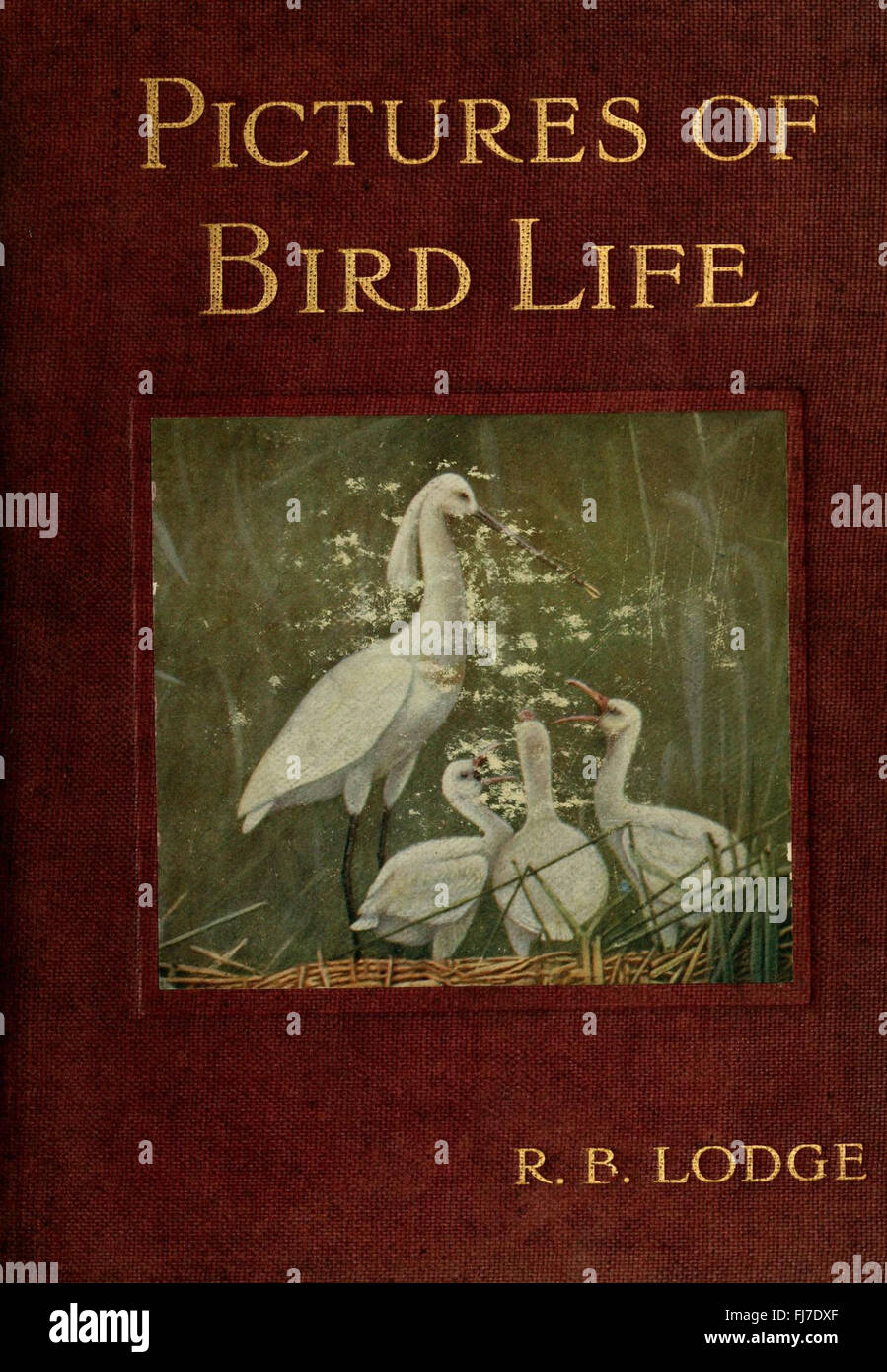 A visual collection showcasing the diversity and beauty of birds from ...