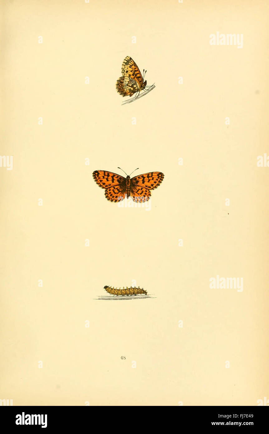 An historical and scientific study of the butterfly species found in ...