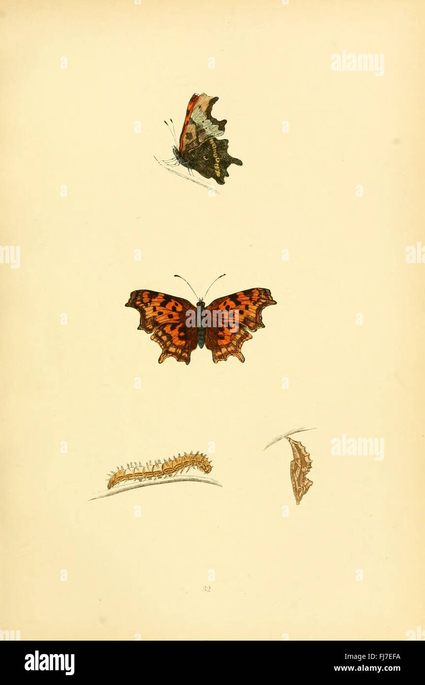 A comprehensive history of British butterflies, focusing on their ...