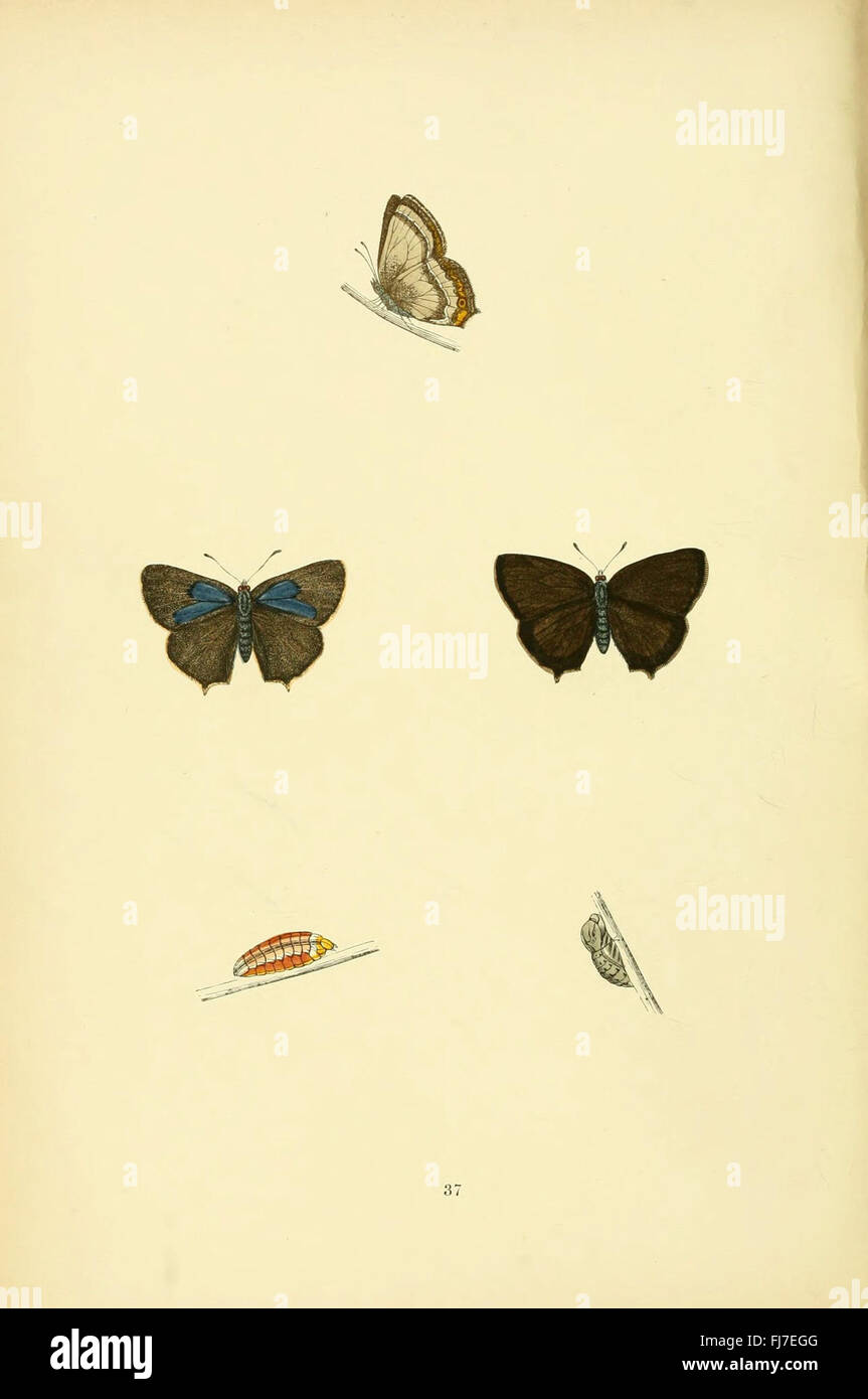 A historical and scientific study of British butterflies, covering ...