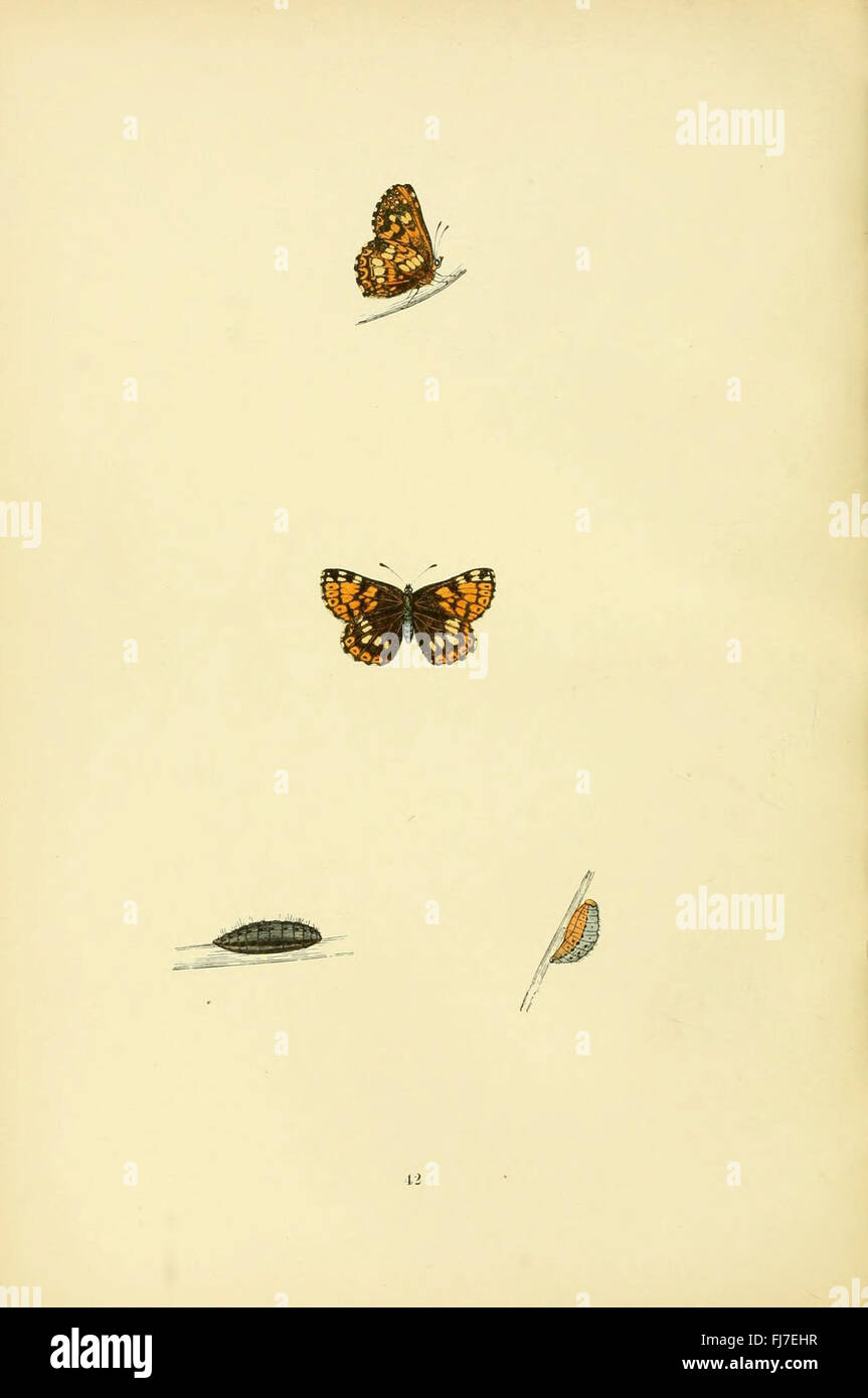 An illustrated history of butterflies found in Great Britain ...