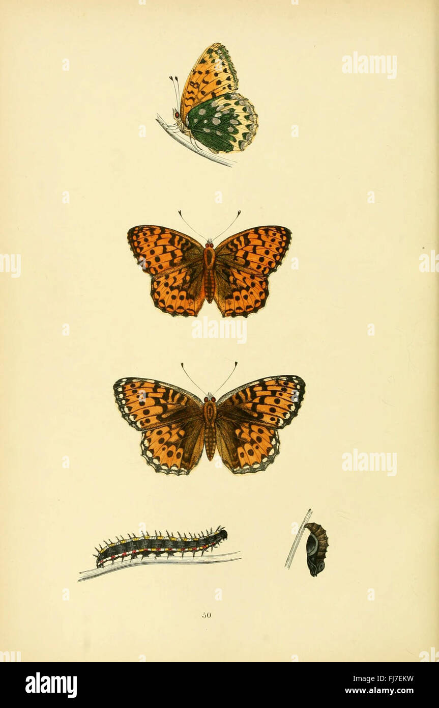 A History of British Butterflies, a pictorial and scientific study of ...
