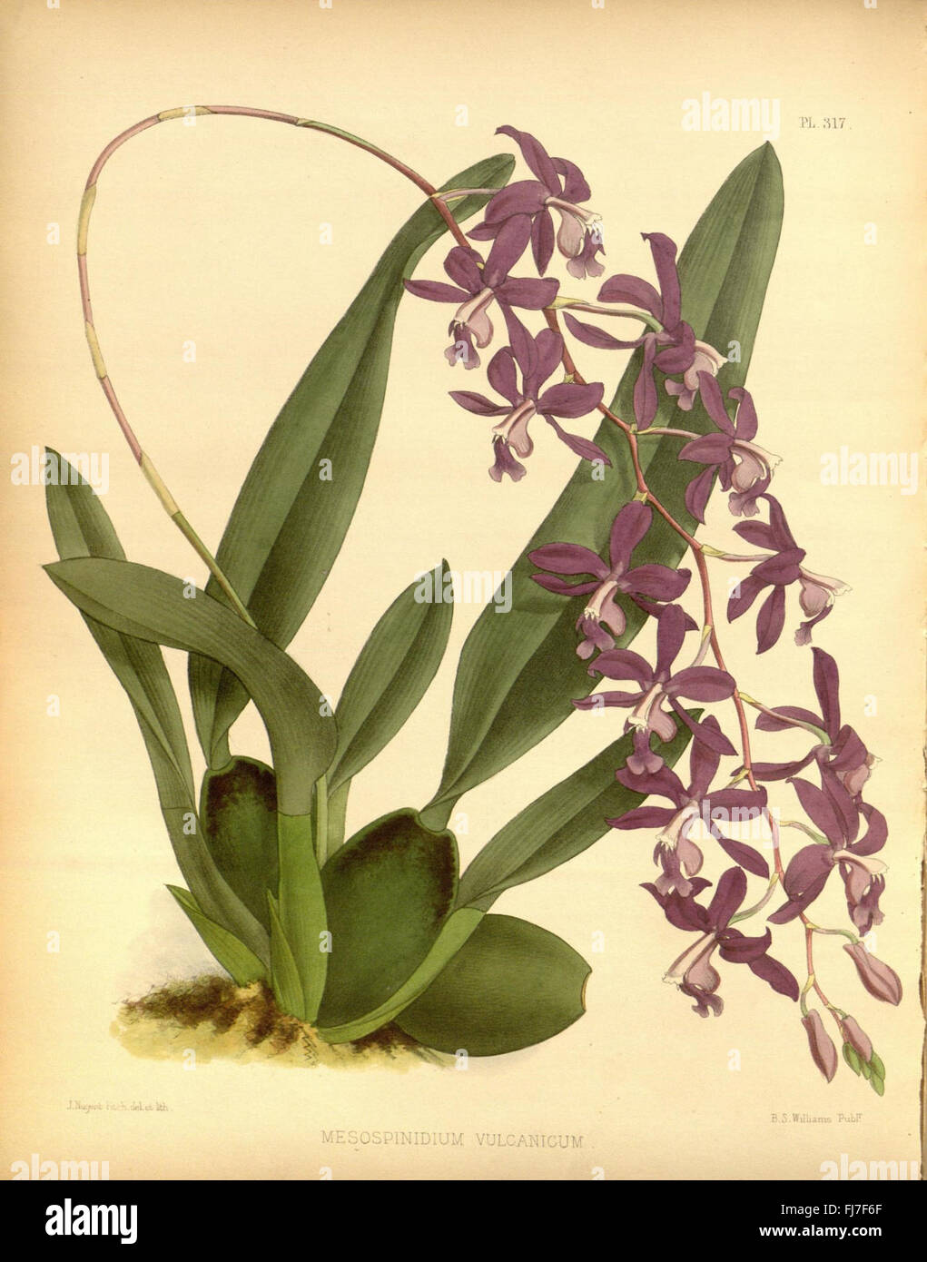 Various species of orchids hi-res stock photography and images - Alamy