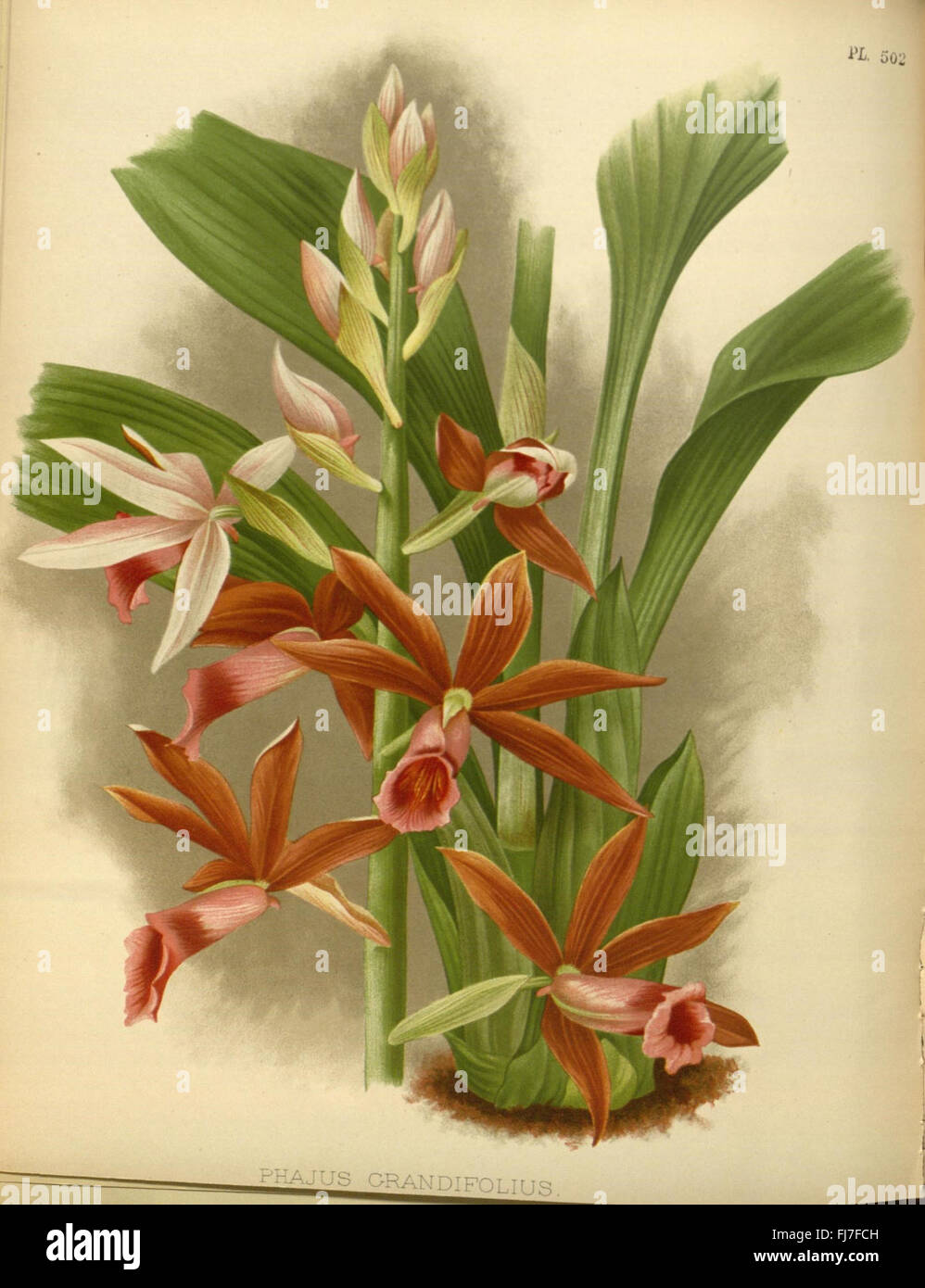 A volume from The Orchid Album, showcasing detailed illustrations of ...