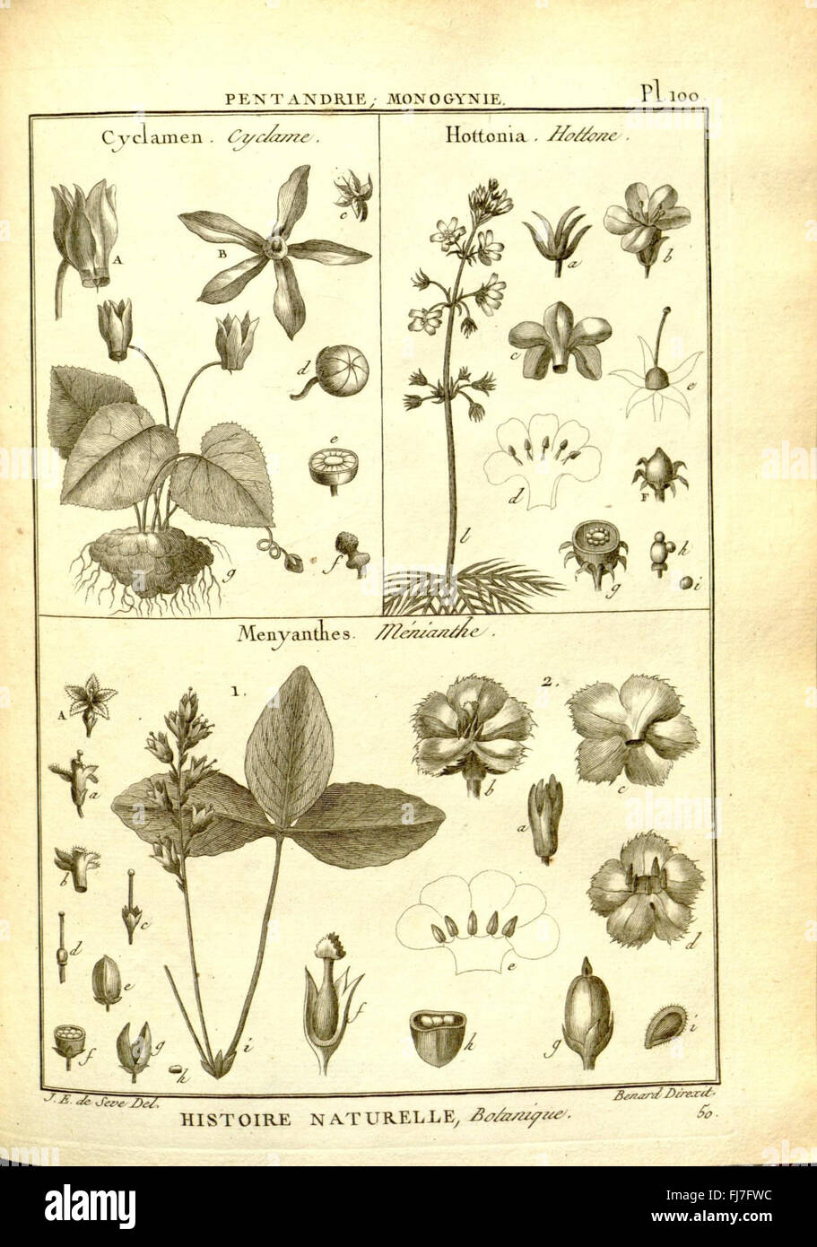 An Illustration From Recueil De Planches De Botanique De L An Illustration From Recueil De Planches De Botanique De L