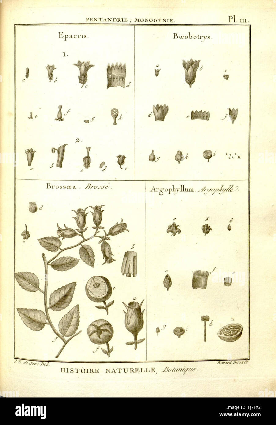 Botanical Illustration From Recueil De Planches De Botanique Botanical Illustration From Recueil De Planches De Botanique