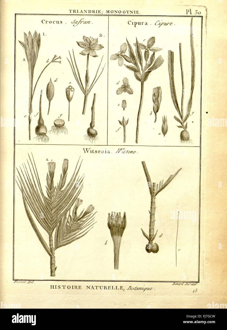 A Botanical Illustration From Recueil De Planches De Botanique A Botanical Illustration From Recueil De Planches De Botanique