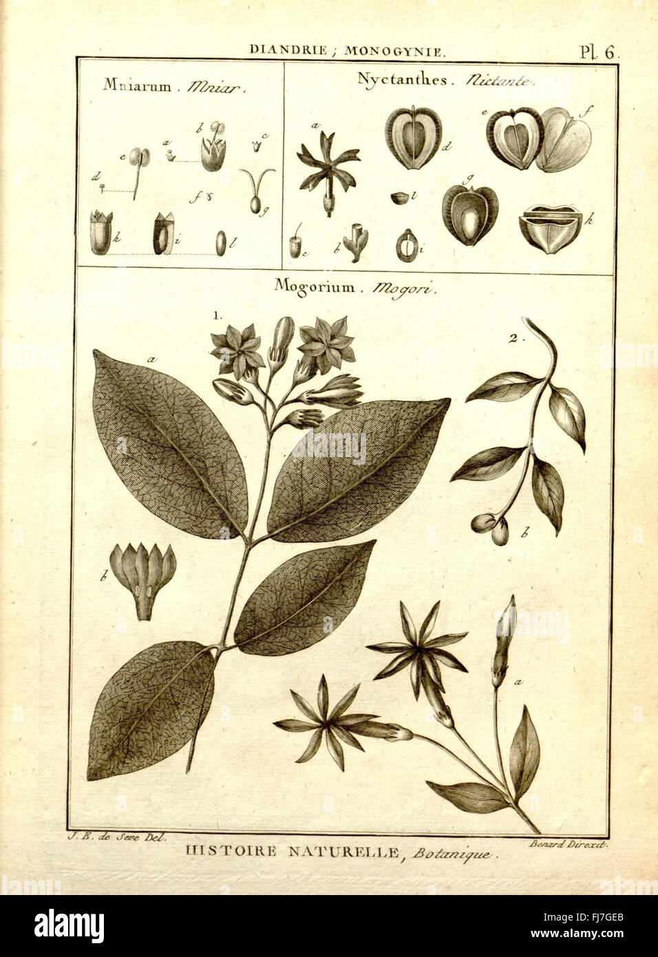 Botanical Plates From The Recueil De Planches De Botanique De L Botanical Plates From The Recueil De Planches De Botanique De L