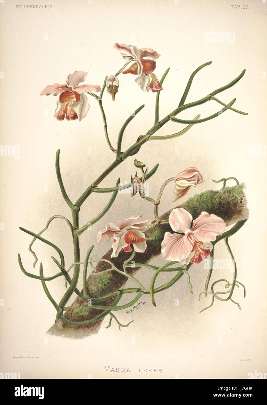 A botanical work focusing on orchid species, providing scientific ...