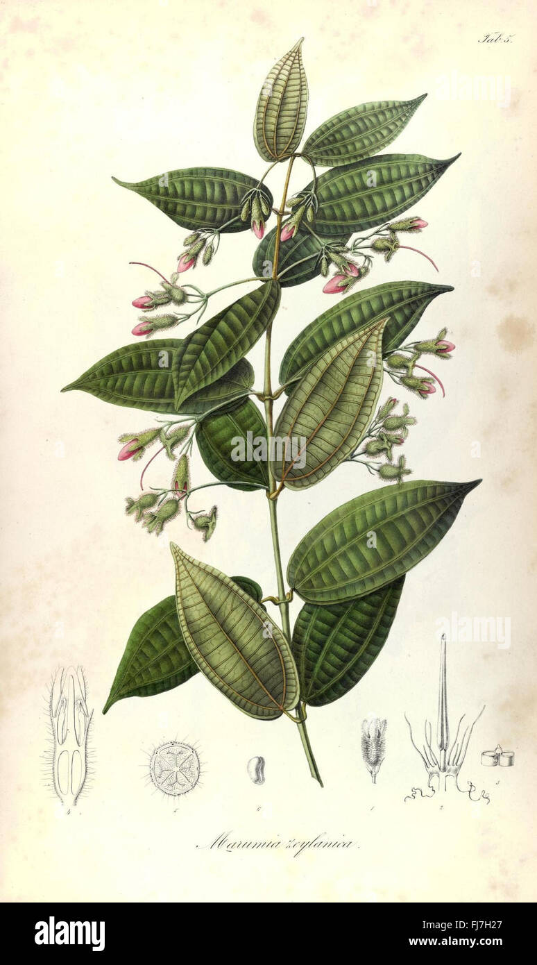Southeast asian plant taxonomy history hi-res stock photography and ...