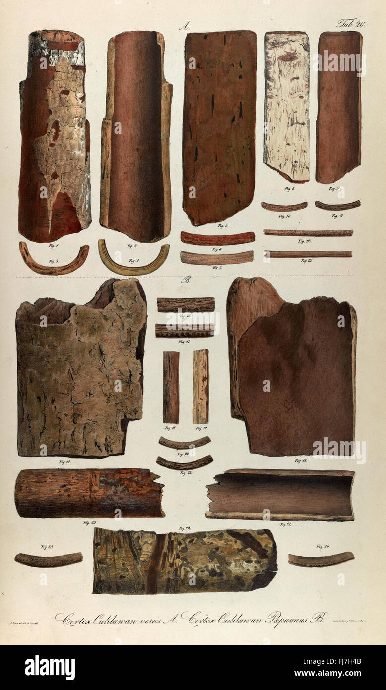 The *Rumphia* publication from 1835 contains botanical studies from the ...