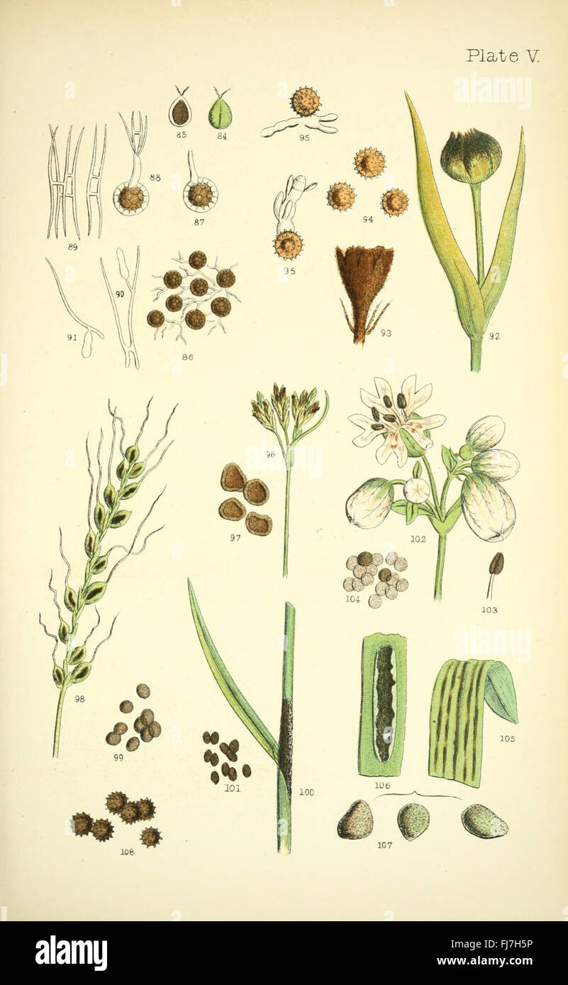 Rust, smut, mildew, mould, phytopathogenic fungi, plant diseases, Great ...