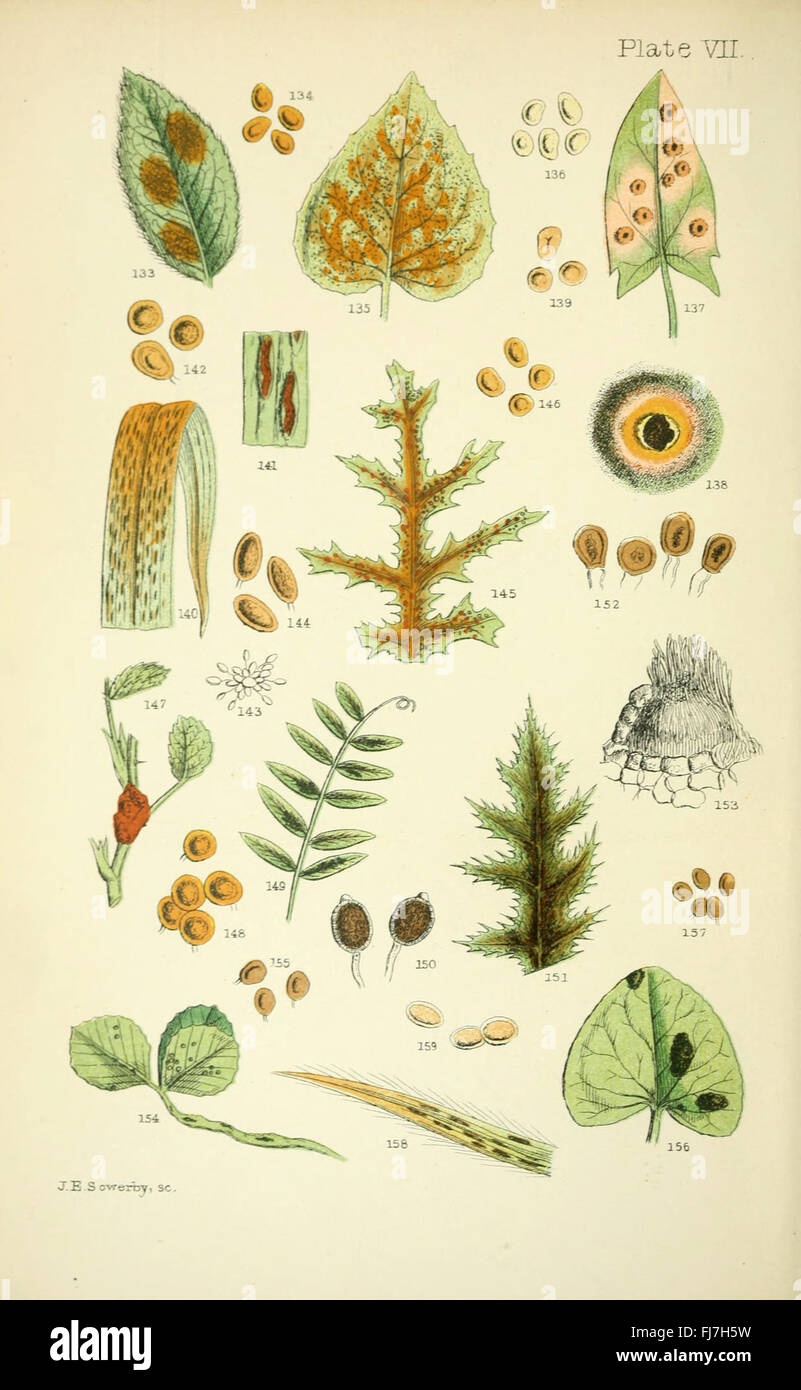 Rust, smut, mildew and mould (Plate VII): A detailed study of common ...