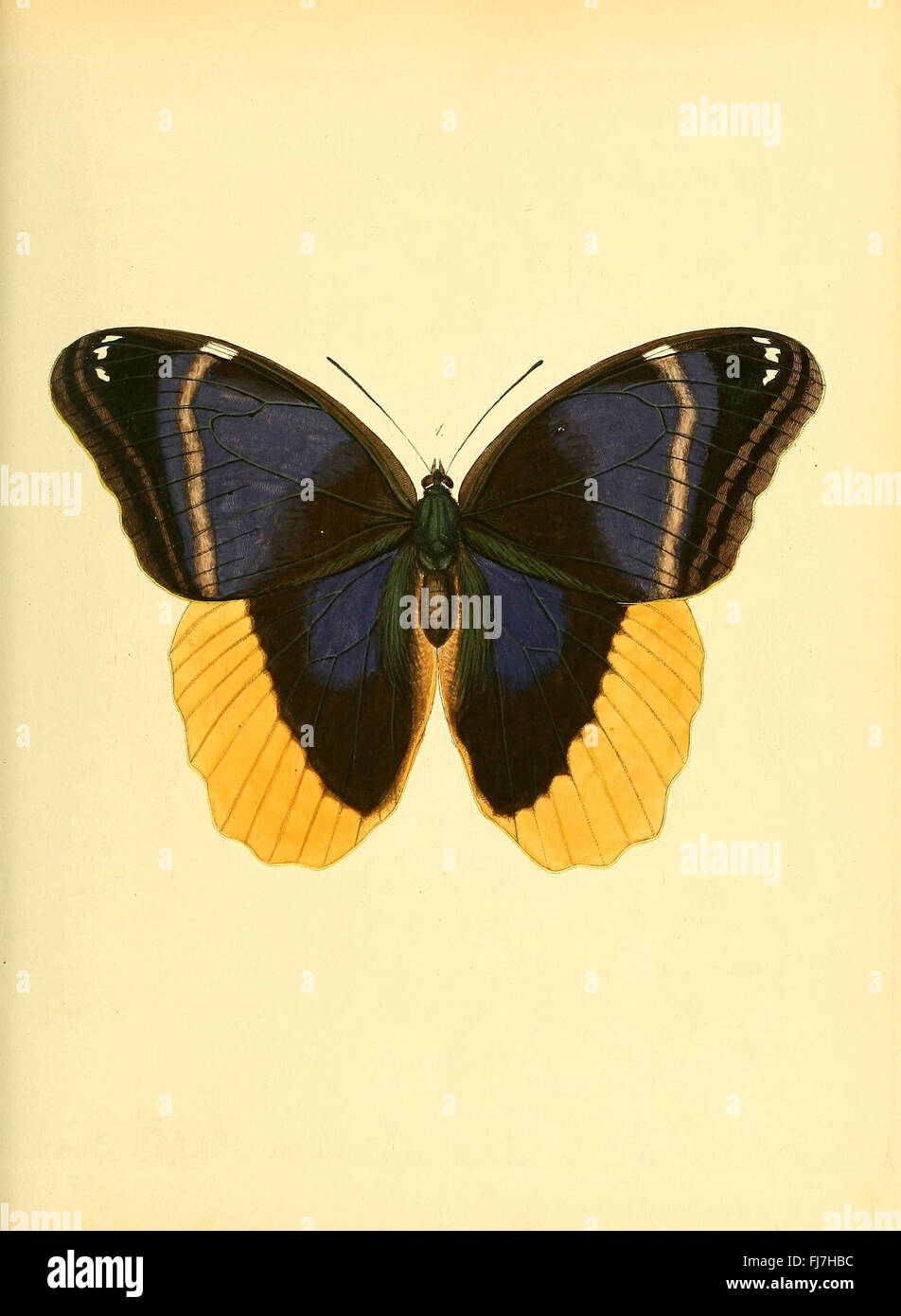 Sammlung neuer oder wenig bekannter aussereuropC3A4ischer Schmetterlinge (Plate 1) Stock Photo