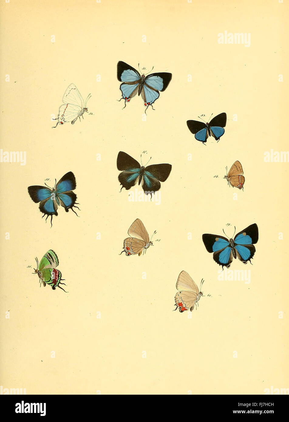 Sammlung neuer oder wenig bekannter aussereuropC3A4ischer Schmetterlinge (Plate 14) Stock Photo