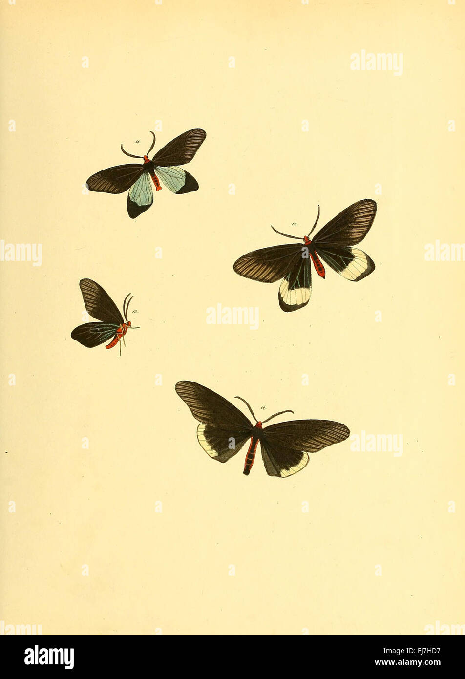 Sammlung neuer oder wenig bekannter aussereuropC3A4ischer Schmetterlinge (Plate 26) Stock Photo