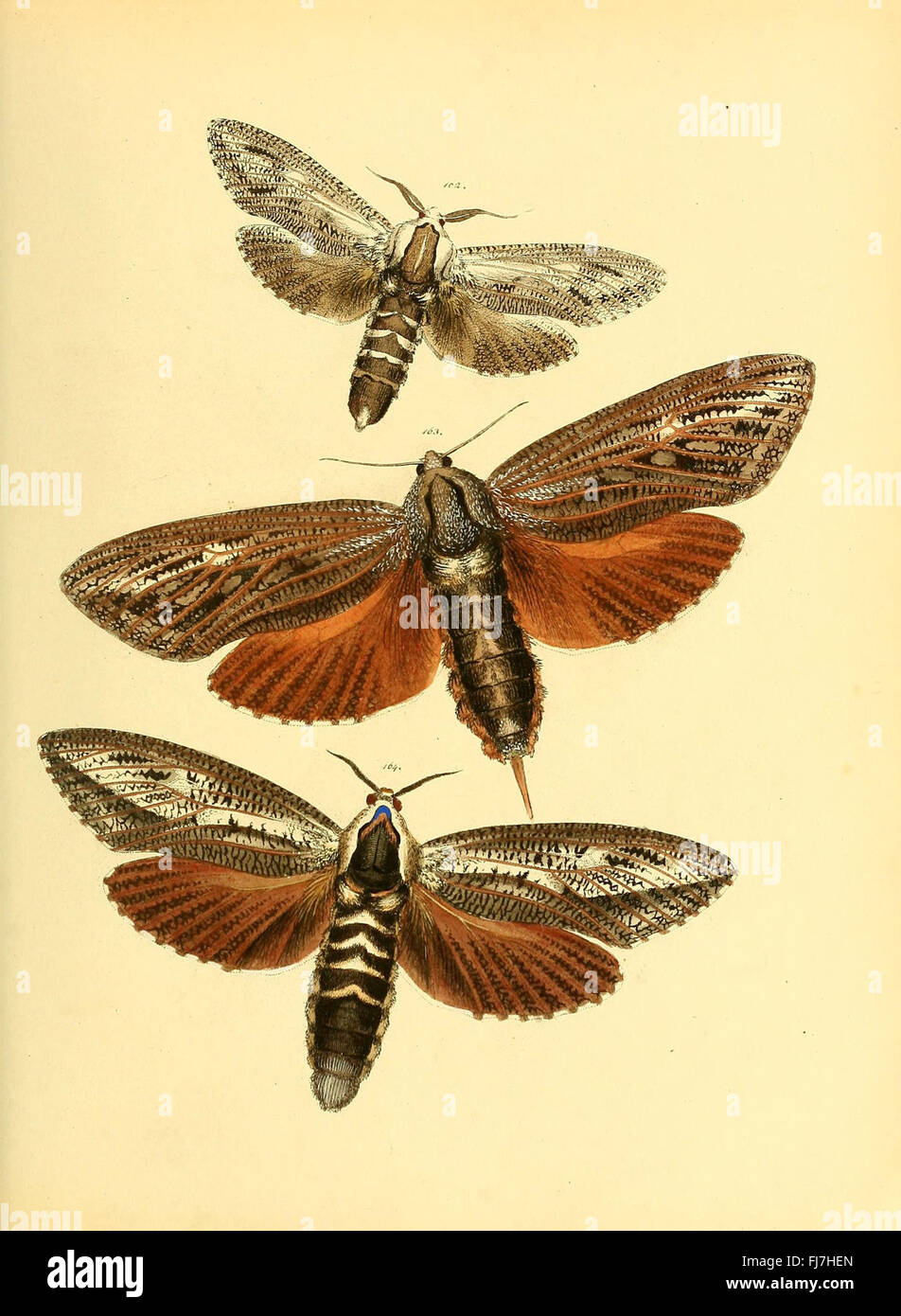 Sammlung neuer oder wenig bekannter aussereuropC3A4ischer Schmetterlinge (Plate 57) Stock Photo