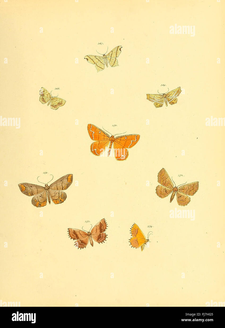 Sammlung neuer oder wenig bekannter aussereuropC3A4ischer Schmetterlinge (Plate 88) Stock Photo