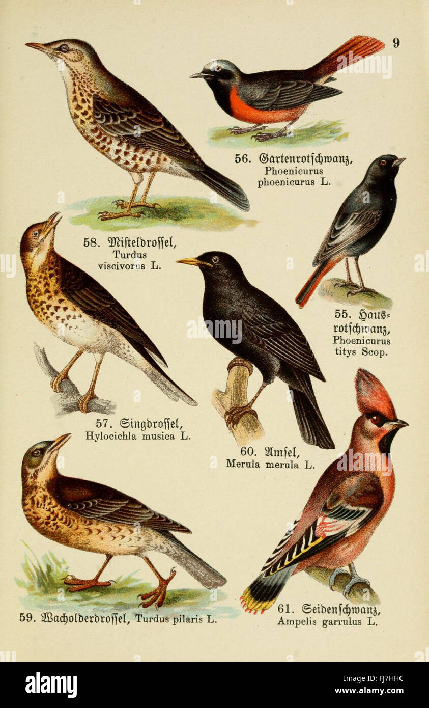 Pictorial bird catalog hires stock photography and images Alamy
