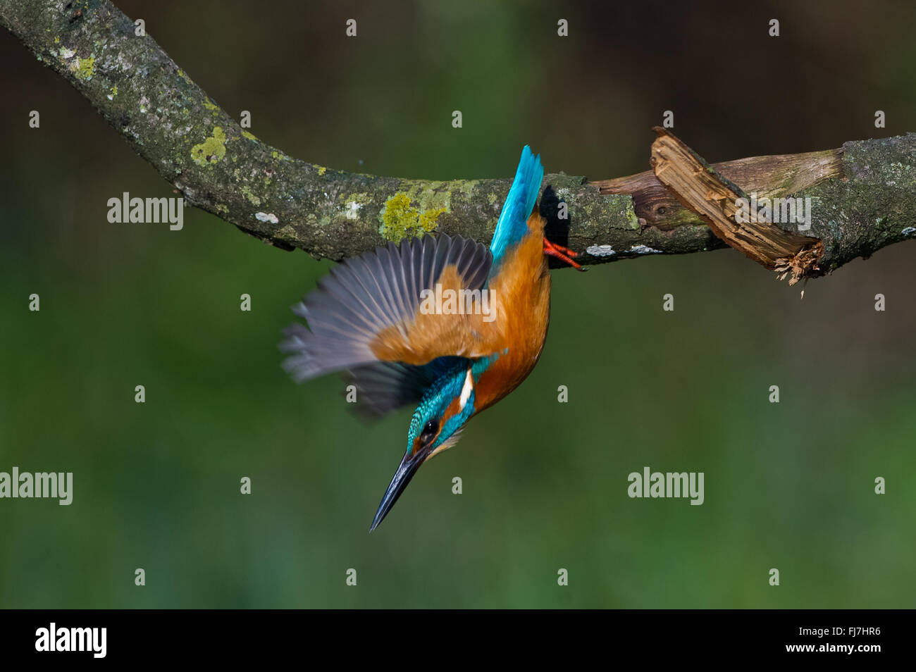 Treviso, Italy. 14th Nov, 2014. The Common kingfisher (Alcedo Atthis) likes to stay on the branches near marshes to be able to dive into the water and catch small fish. © Massimo Morelli/Pacific Press/Alamy Live News Stock Photo