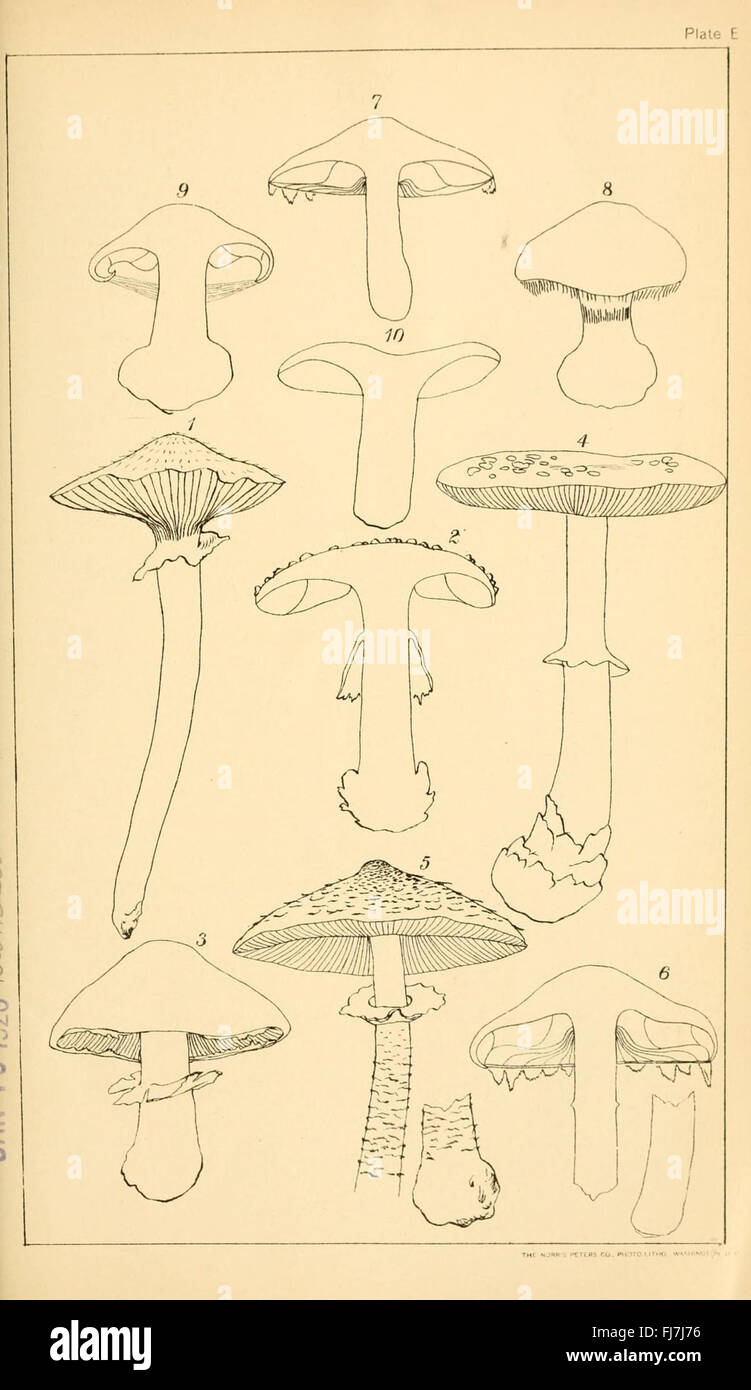 Student's hand-book of mushrooms of America edible and poisonous (Plate E) Stock Photo