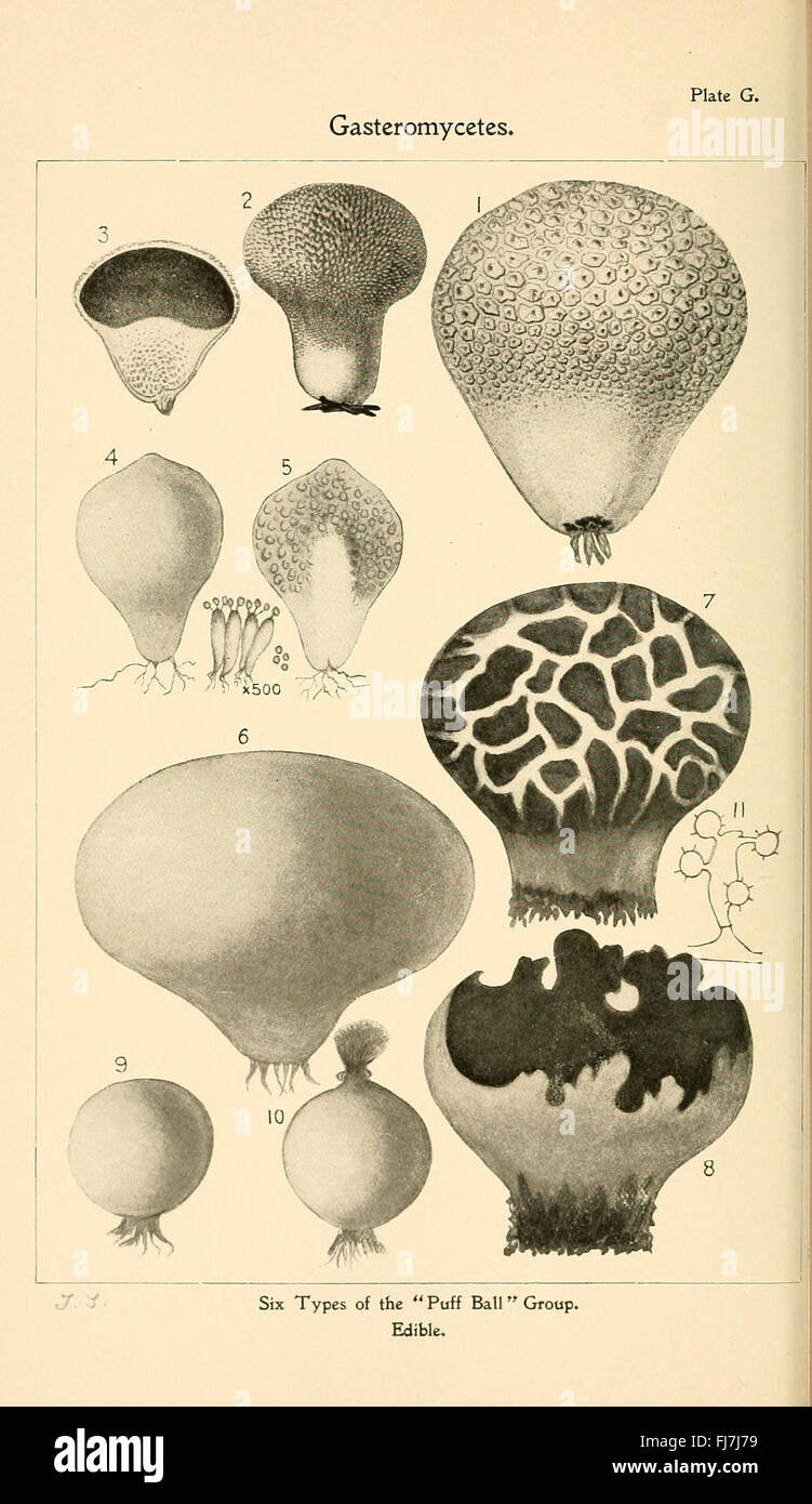 Student's hand-book of mushrooms of America edible and poisonous (Plate G) Stock Photo