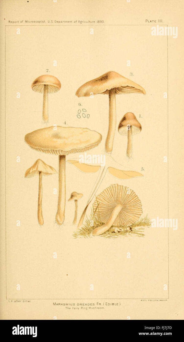 Student's hand-book of mushrooms of America edible and poisonous (Plate III) Stock Photo