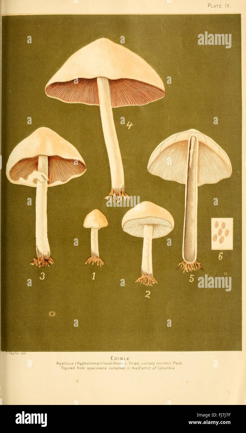 Student's hand-book of mushrooms of America edible and poisonous (Plate IX) Stock Photo