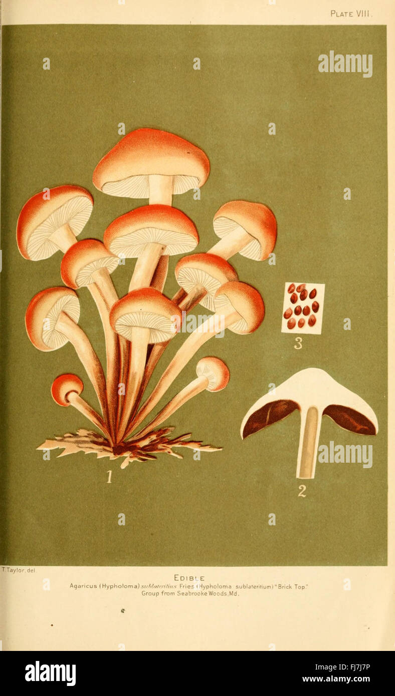 Student's hand-book of mushrooms of America edible and poisonous (Plate VIII) Stock Photo