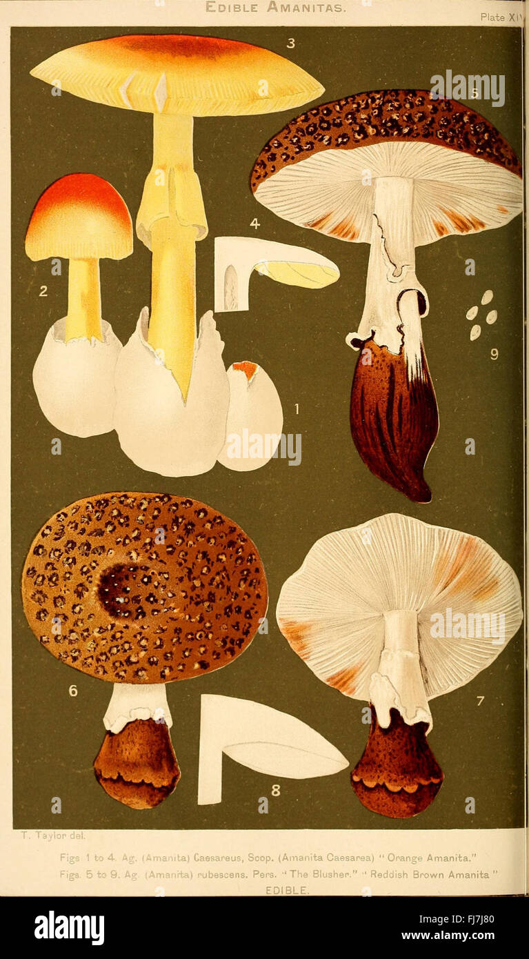 Student's hand-book of mushrooms of America edible and poisonous (Plate XIV) Stock Photo