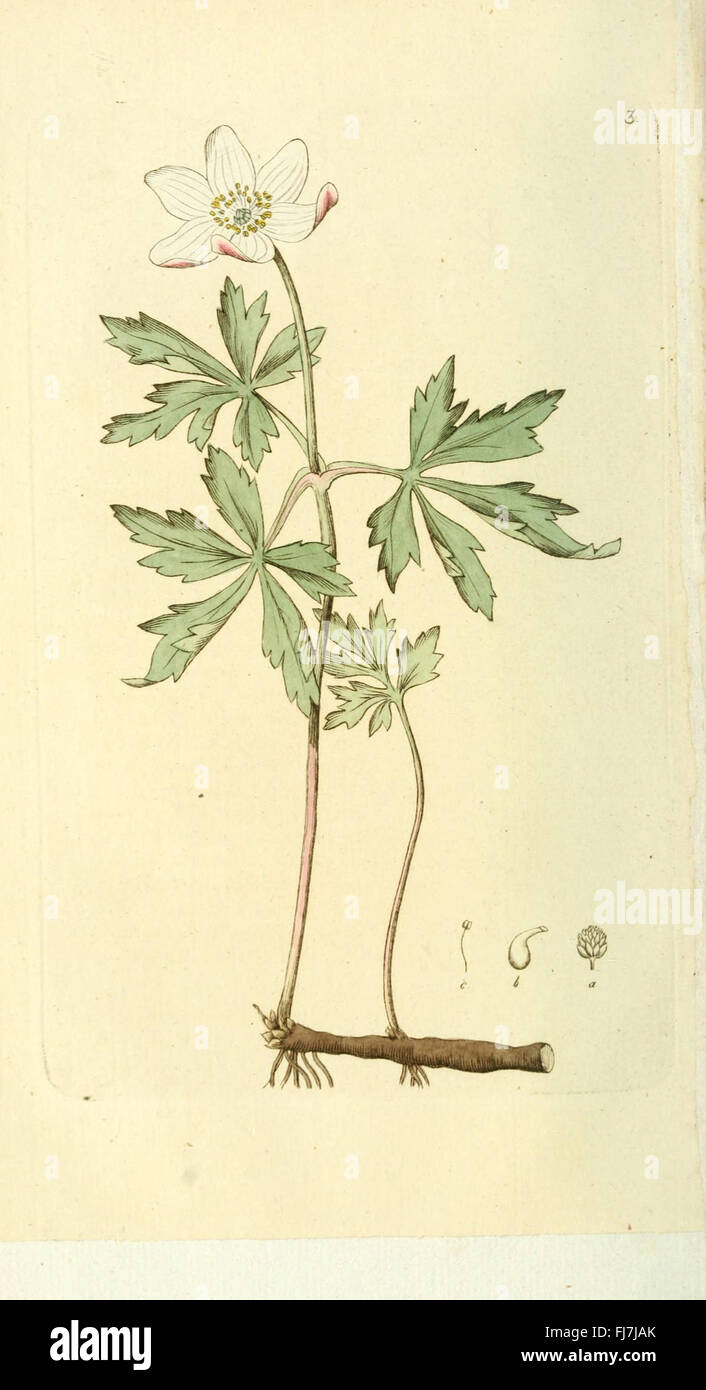 An early botanical work featuring Swedish plants, highlighting native ...