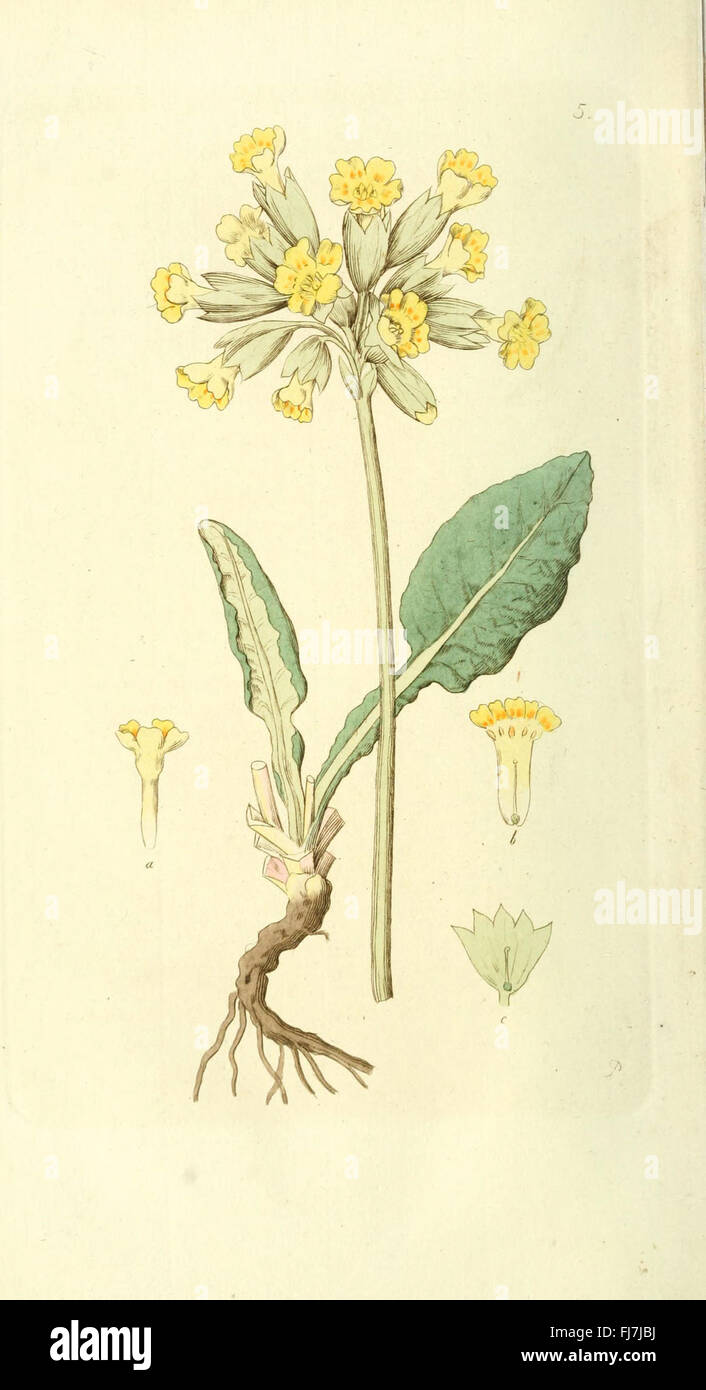 Local Botany An illustrated work on Swedish botany, focusing on plant species found ...