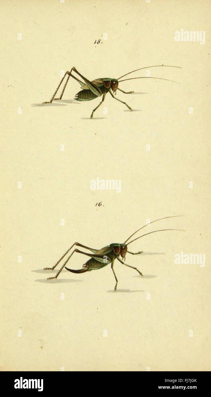 A collection of insect species from Switzerland, including new or ...